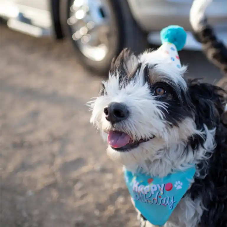 Dog with happy birthday bandana